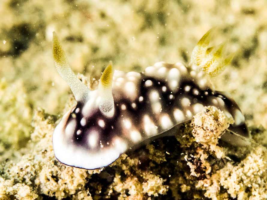 Goniobranchus geometricus